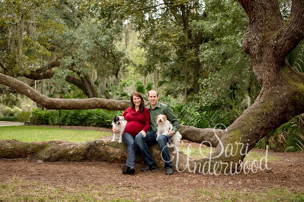 maternity photos with doggies in orlando, florida